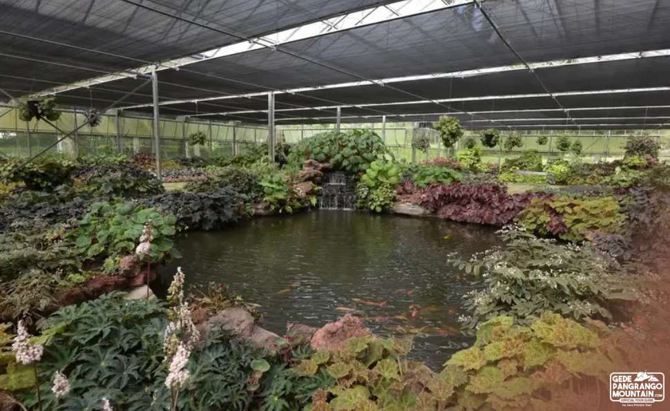 Rumah Kaca A Greenhouse Marvel