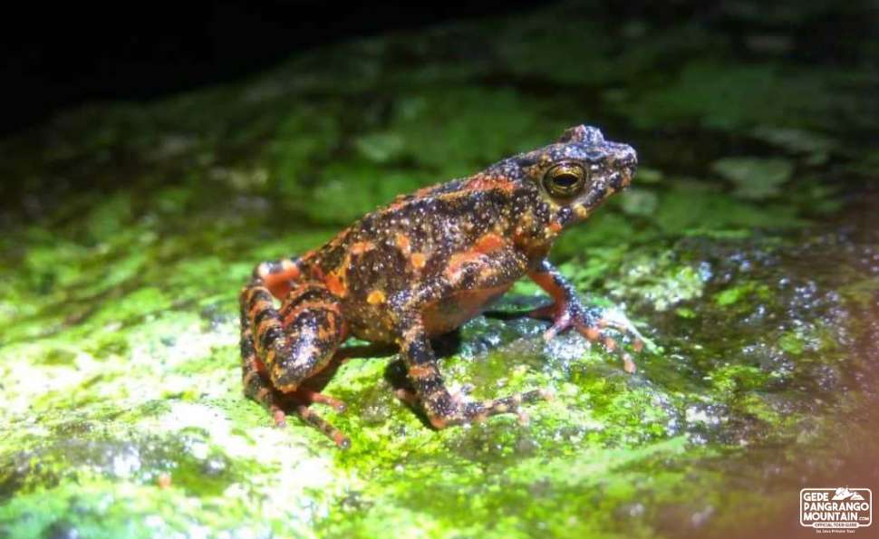 Mount Gede’s Rare Wildlife You Must Know About